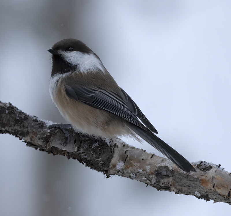 Siberian_Tit_23_Norway_176