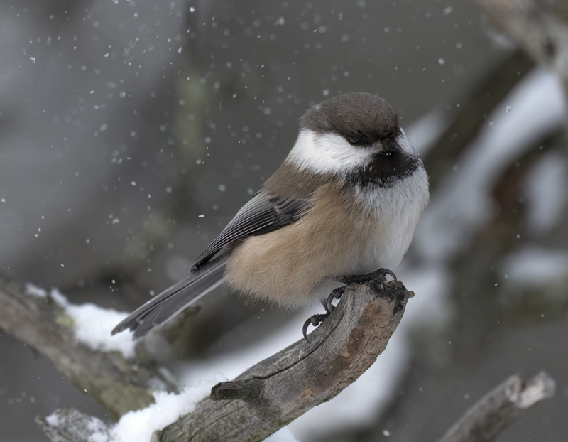 Siberian_Tit_23_Norway_216