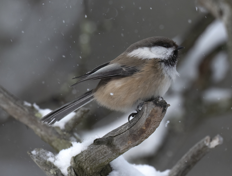 Siberian_Tit_23_Norway_217
