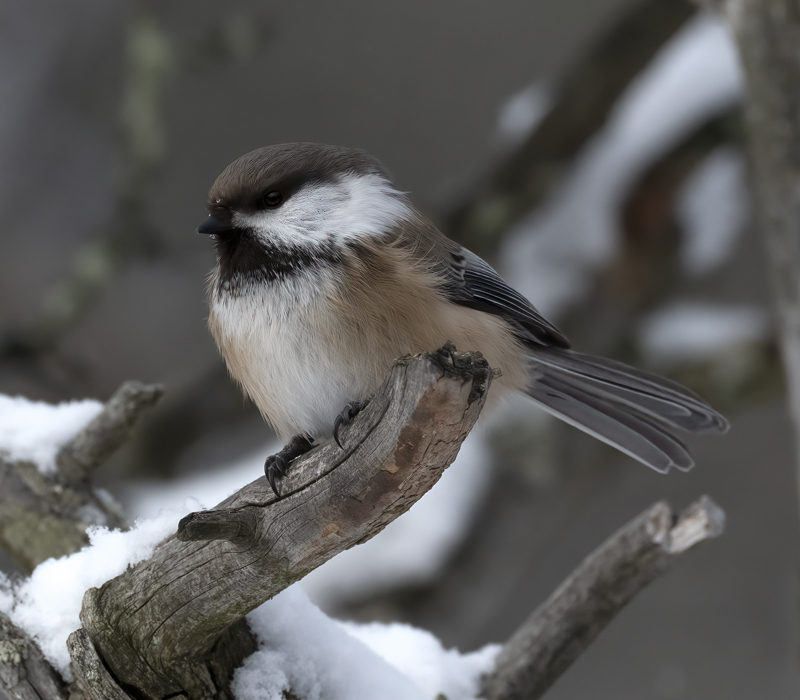 Siberian_Tit_23_Norway_219