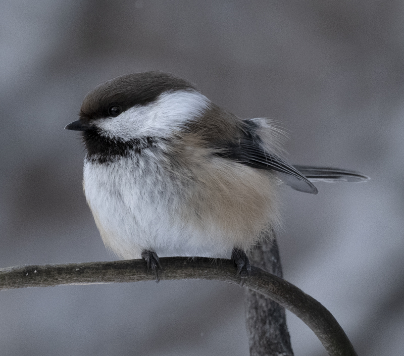 Siberian_Tit_23_Norway_234