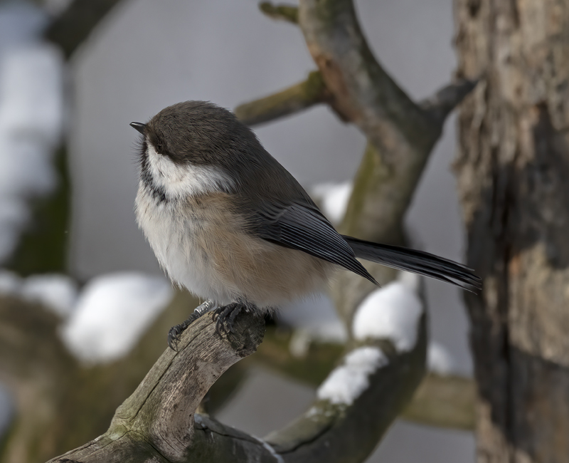 Siberian_Tit_23_Norway_242