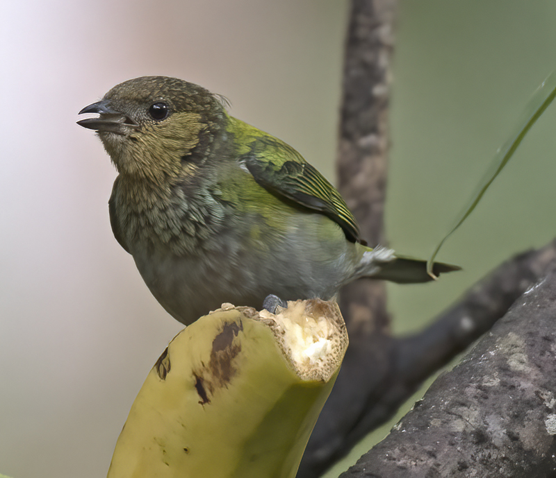 Silvery_Tanager_17_Peru_006