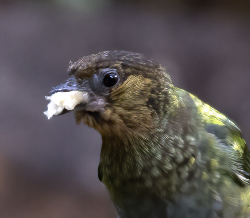 Silvery_Tanager_17_Peru_018