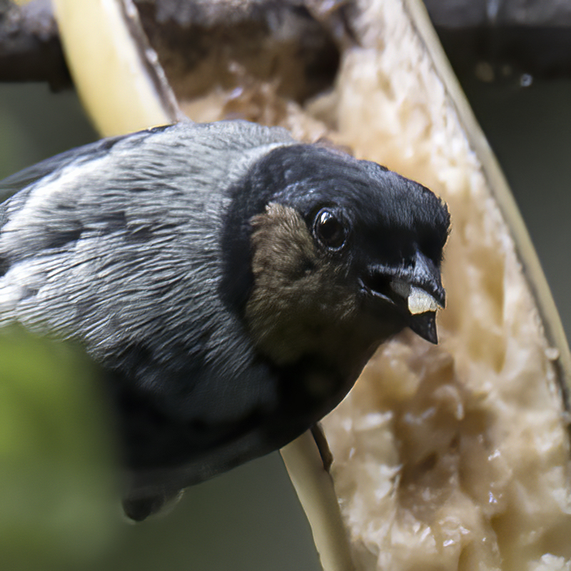 Silvery_Tanager_17_Peru_032