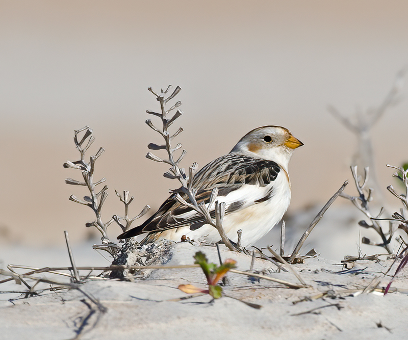 Snow_Bunting_11_FL_089