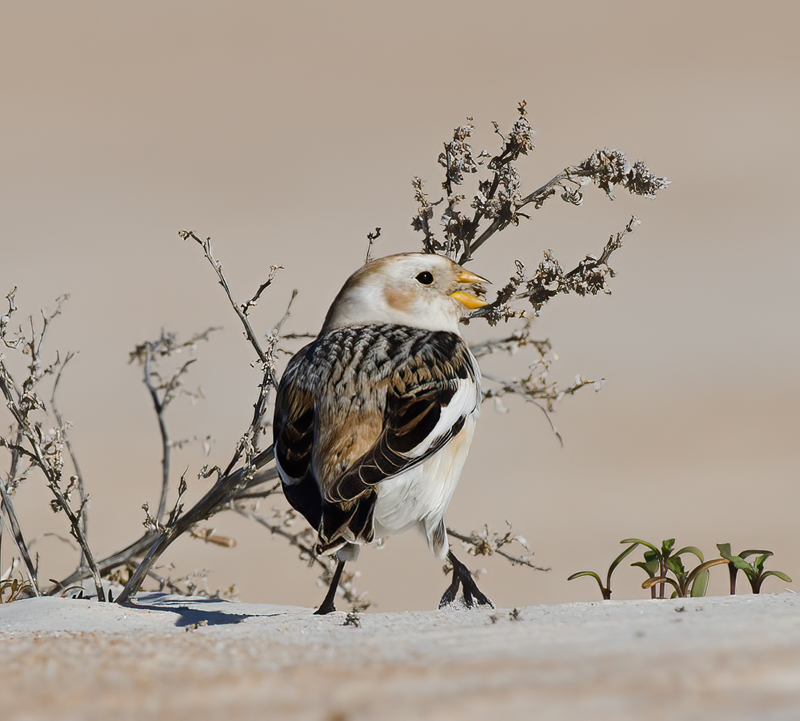 Snow_Bunting_11_FL_144