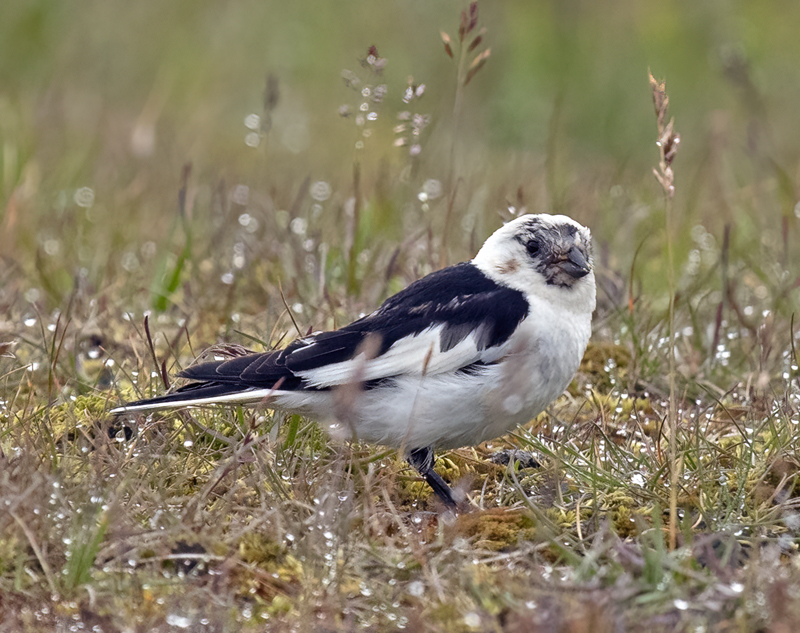 Snow_Bunting_22_Iceland_111