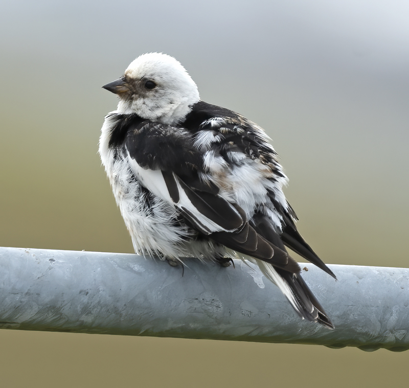 Snow_Bunting_22_Iceland_126