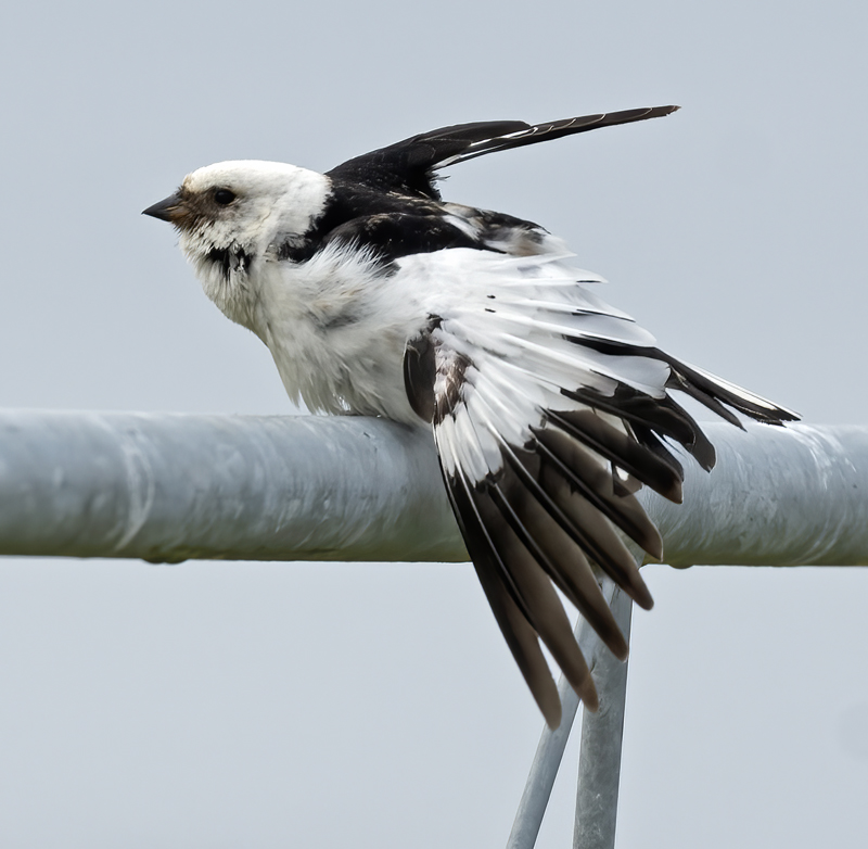 Snow_Bunting_22_Iceland_134