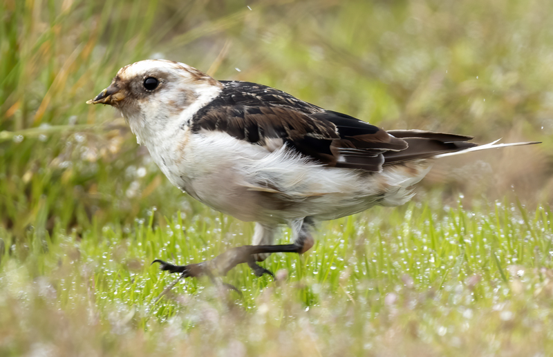 Snow_Bunting_22_Iceland_144