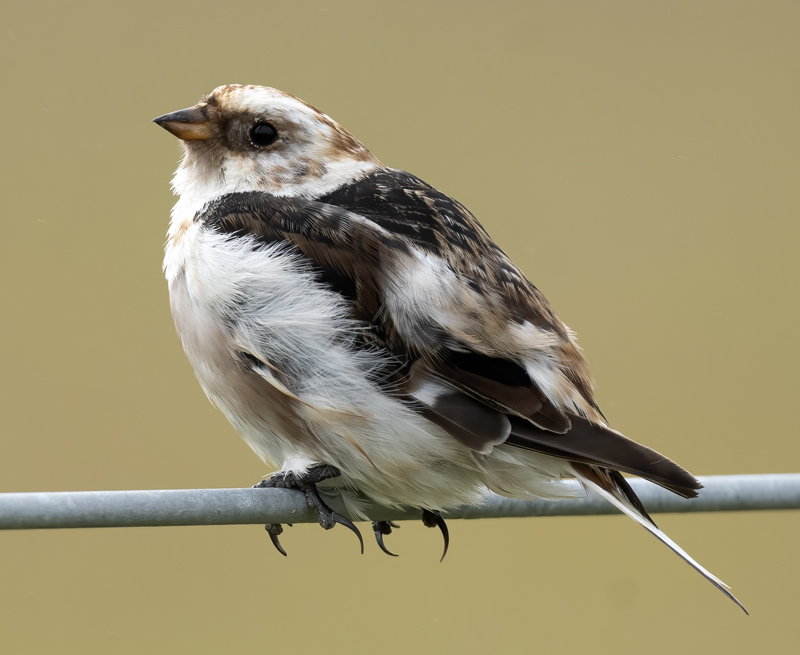Snow_Bunting_22_Iceland_148