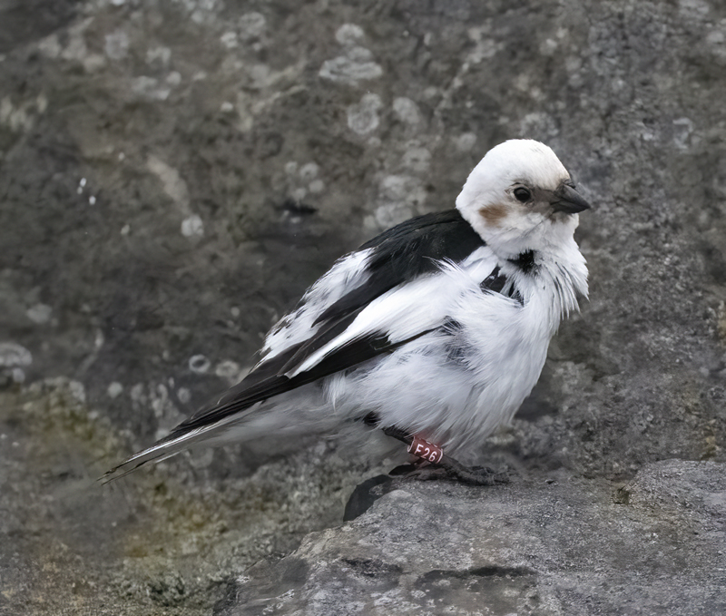 Snow_Bunting_22_Iceland_159