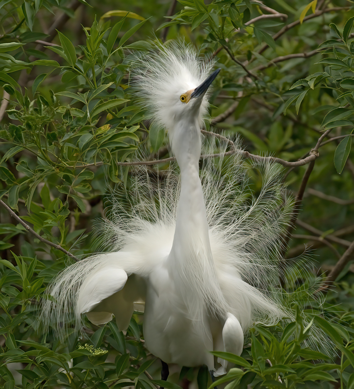 Snowy_Egret_09_FL_006