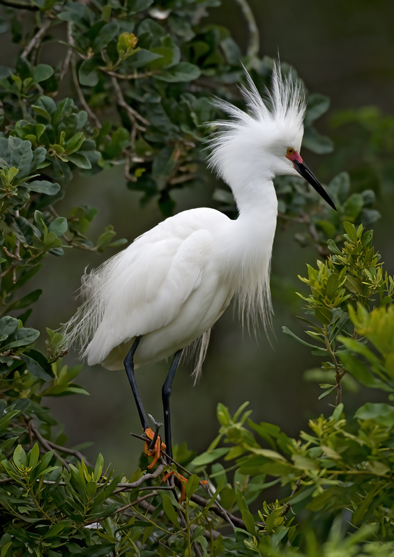 Snowy_Egret_09_FL_060