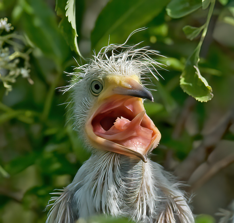 Snowy_Egret_09_FL_091