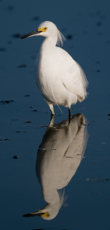 Snowy_Egret_09_FL_124