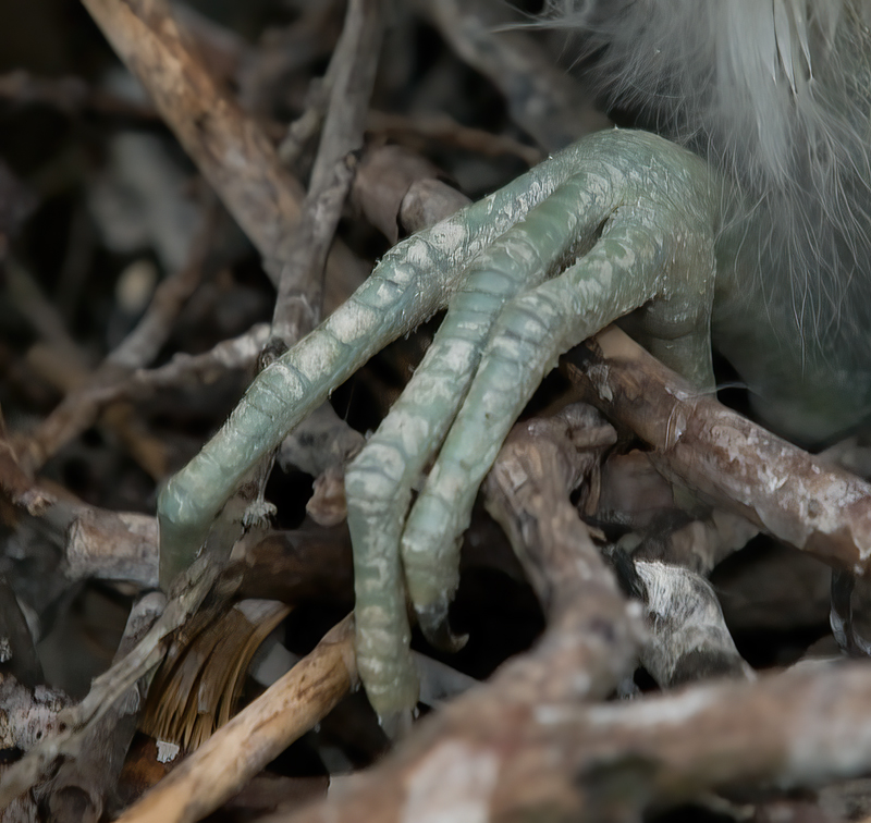 Snowy_Egret_09_FL_272