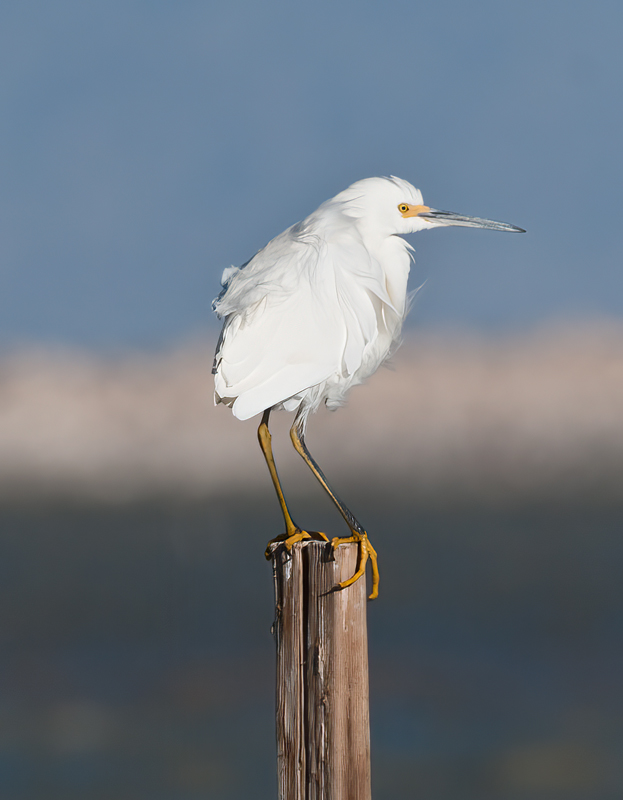 Snowy_Egret_10_FL_016