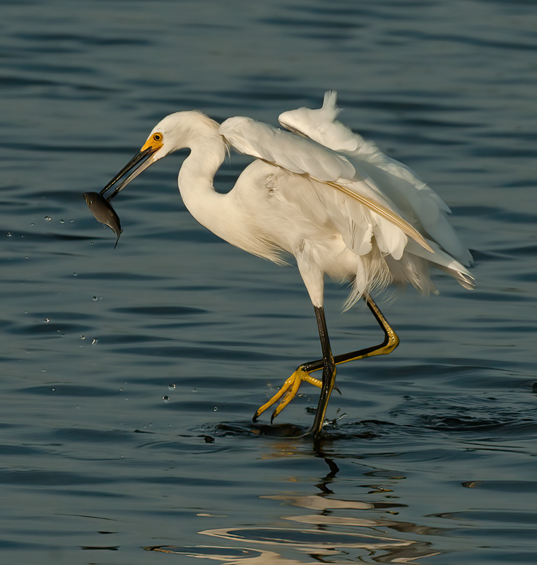 Snowy_Egret_10_FL_168
