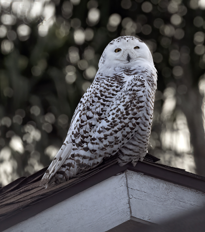 Snowy_Owl_23_CA_001