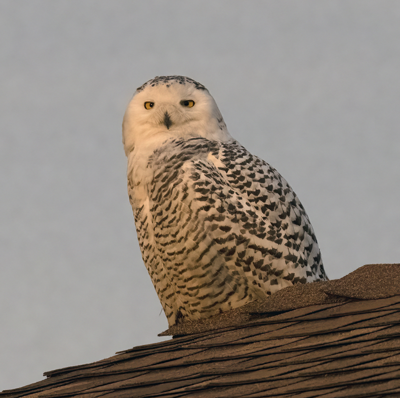 Snowy_Owl_23_CA_028
