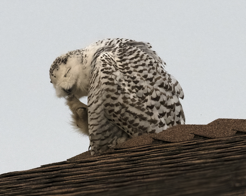 Snowy_Owl_23_CA_063