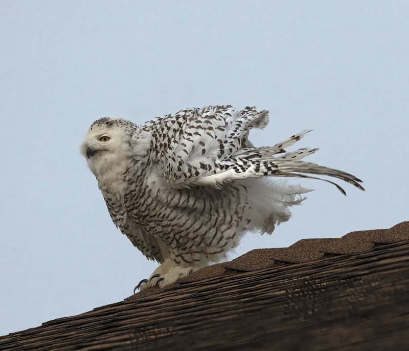 Snowy_Owl_23_CA_073