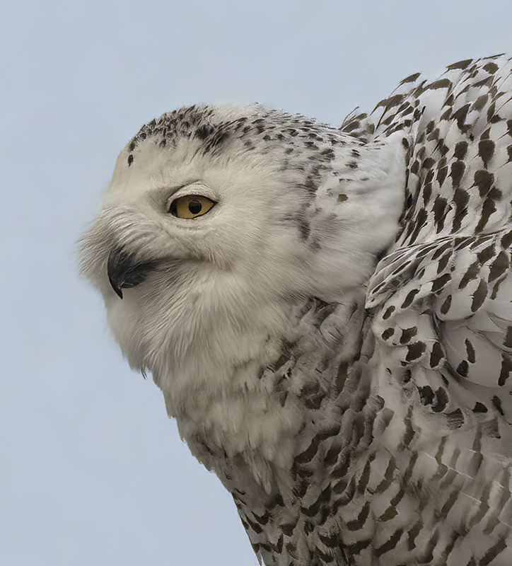Snowy_Owl_23_CA_076