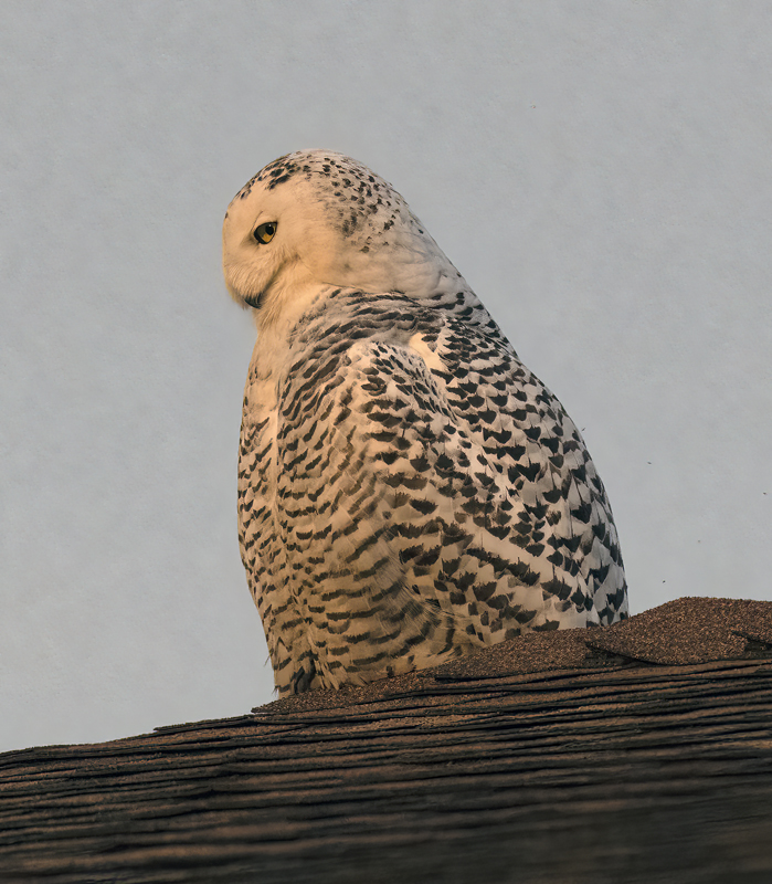 Snowy_Owl_23_CA_089