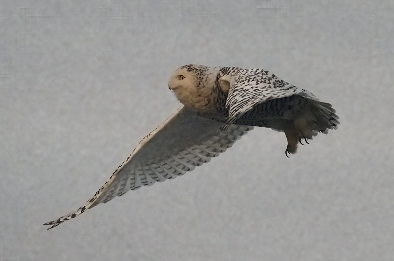Snowy_Owl_23_CA_108