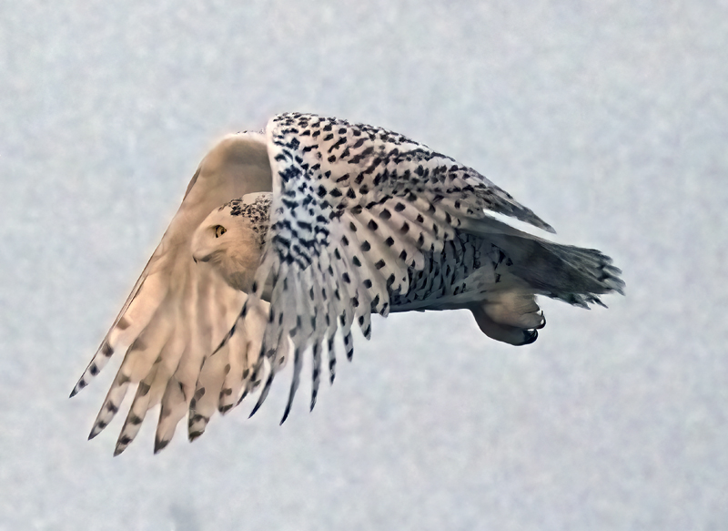 Snowy_Owl_23_CA_111