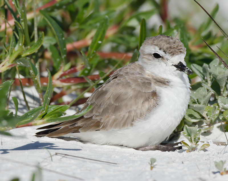 Snowy_Plover_11_FL_003