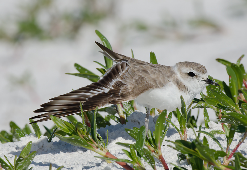 Snowy_Plover_11_FL_016