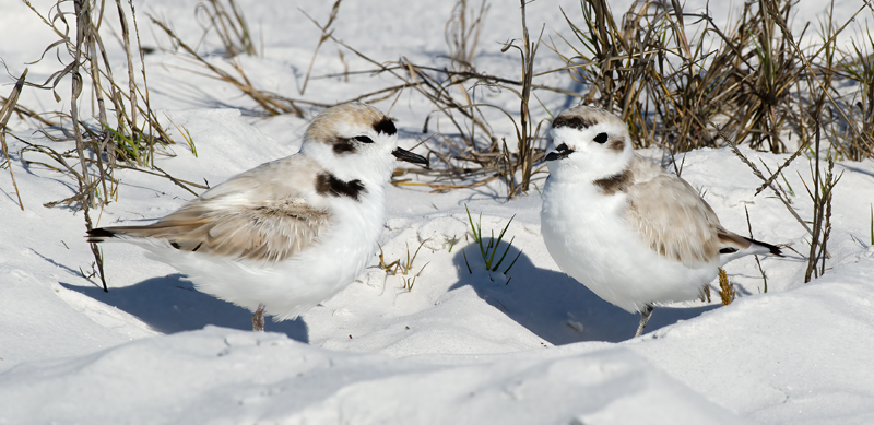Snowy_Plover_11_FL_040