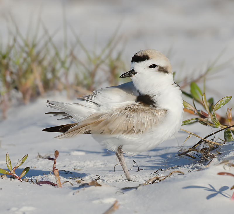 Snowy_Plover_11_FL_060