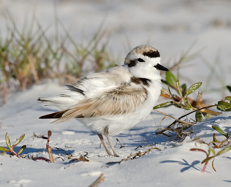 Snowy_Plover_11_FL_145