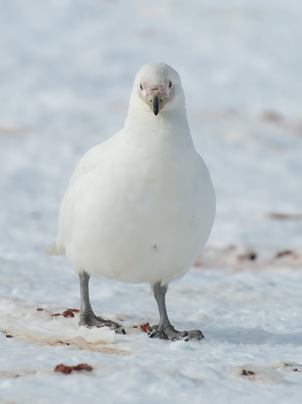 Snowy_Sheathbill_07_Antartica_001