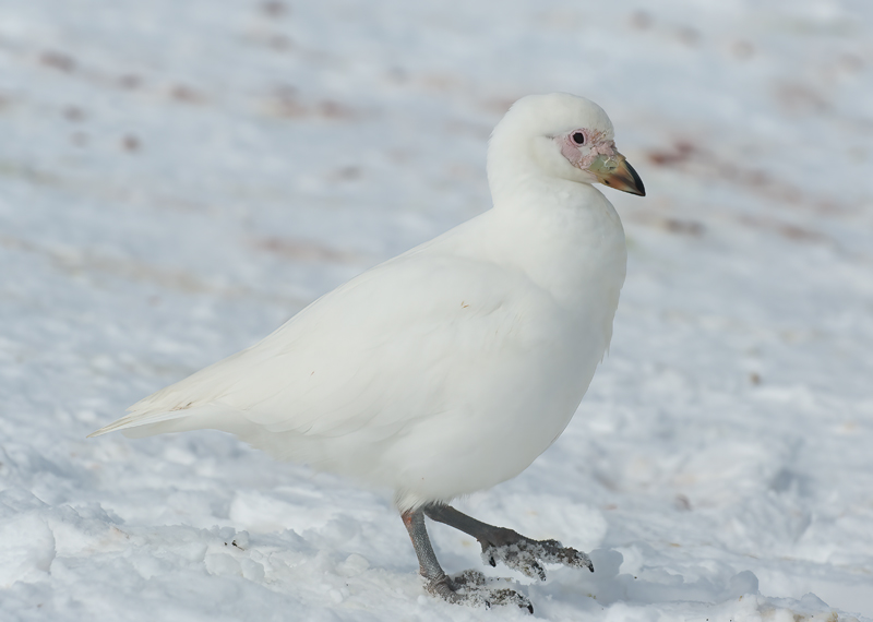 Snowy_Sheathbill_07_Antartica_005