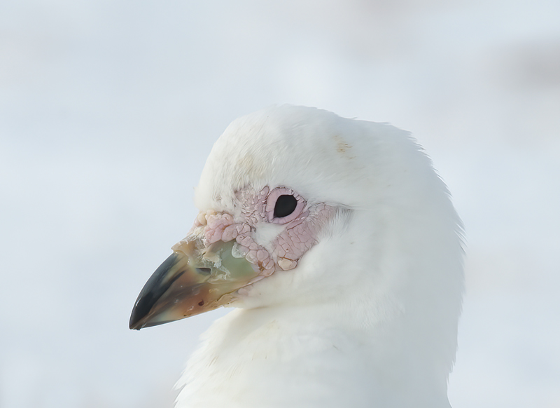 Snowy_Sheathbill_07_Antartica_010