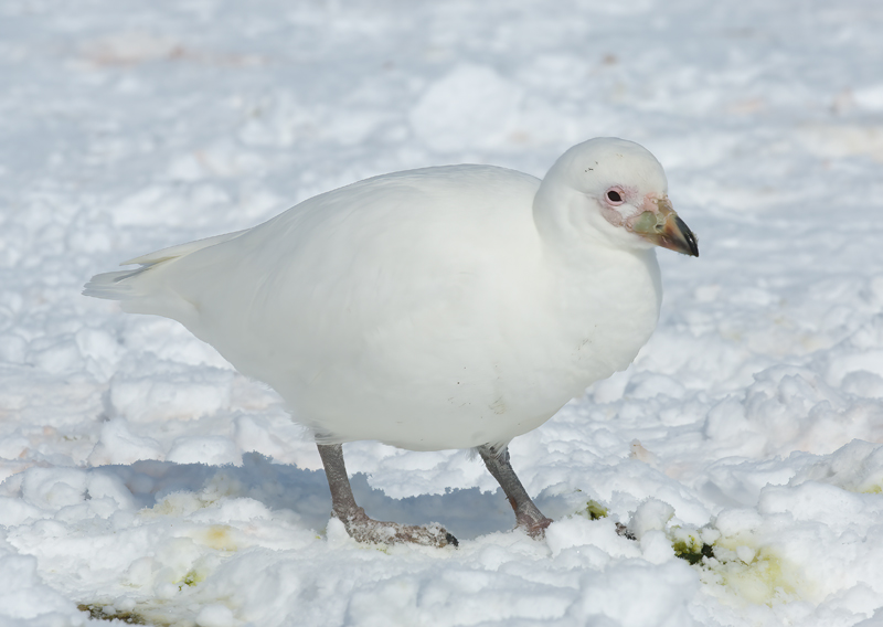 Snowy_Sheathbill_07_Antartica_015