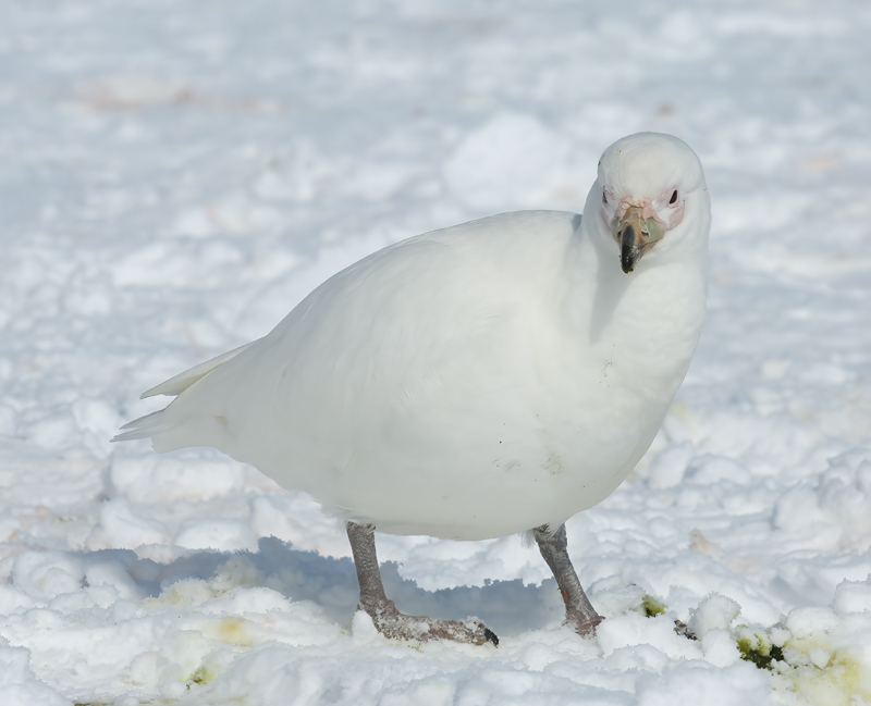 Snowy_Sheathbill_07_Antartica_016
