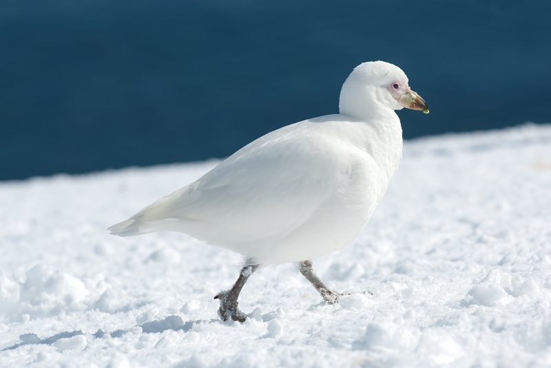 Snowy_Sheathbill_07_Antartica_021