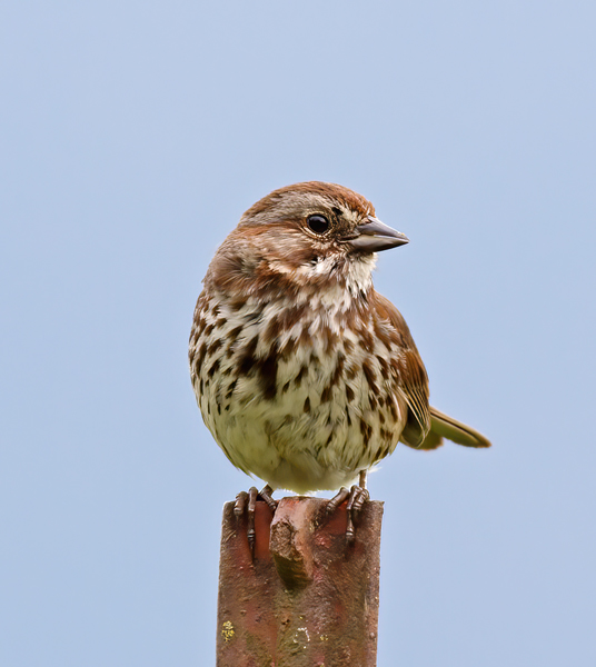 Song_Sparrow_13_OR_001