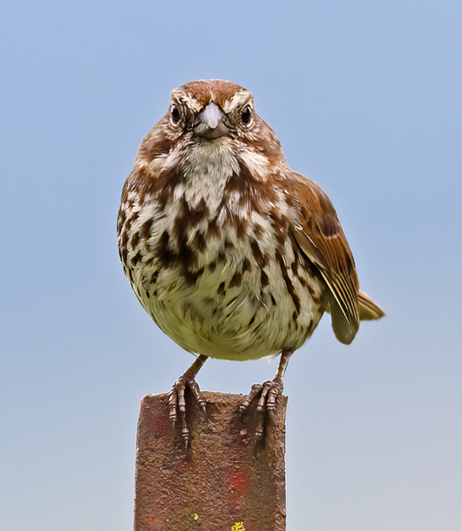 Song_Sparrow_13_OR_002