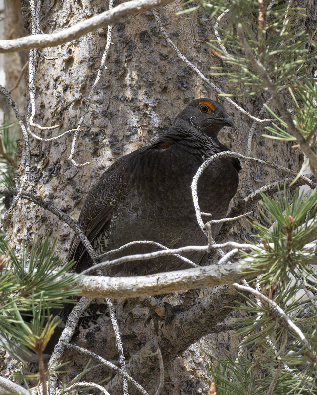 Sooty_Grouse_15_CA_002