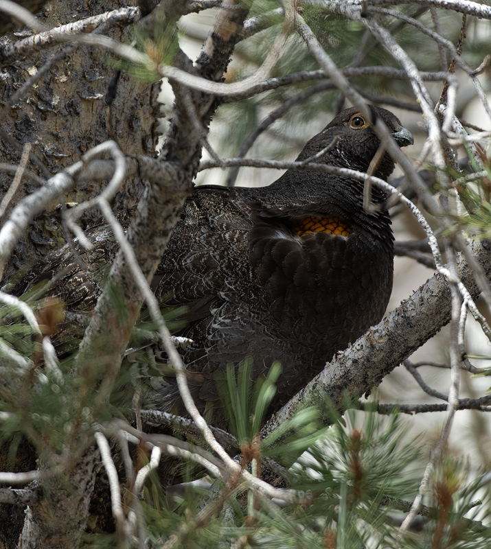Sooty_Grouse_15_CA_009