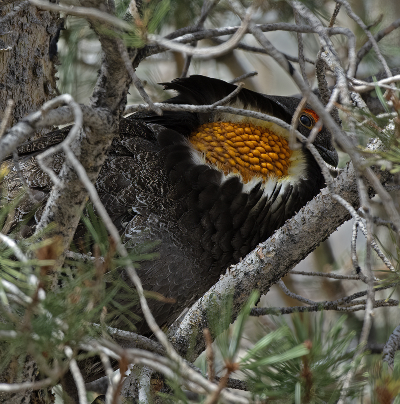 Sooty_Grouse_15_CA_019