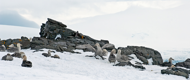 Southern_Giant_Petrel_07_Antarctica_001
