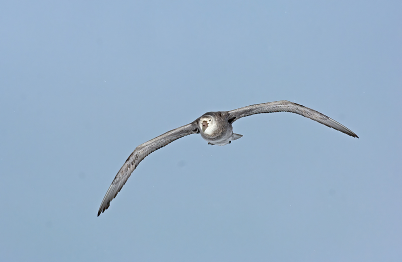 Southern_Giant_Petrel_07_Antarctica_030